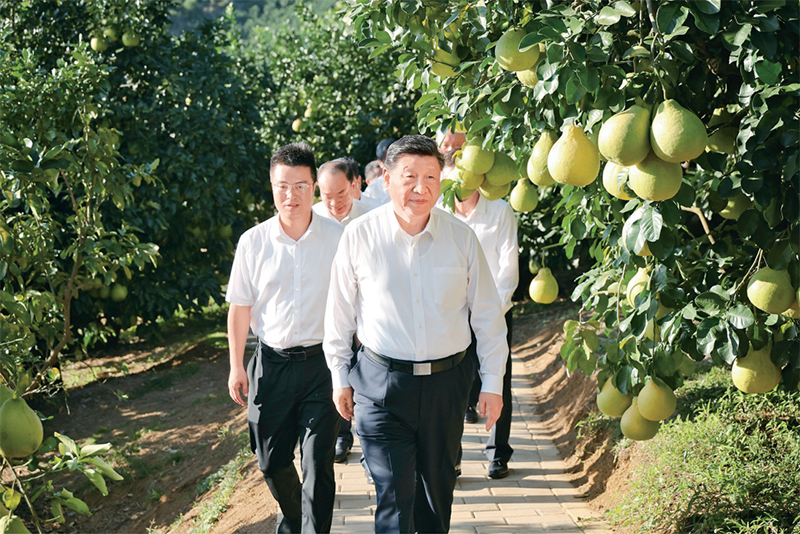 　　2025年11月7日至8日，中共中央總書(shū)記、國(guó)家主席、中央軍委主席習(xí)近平在廣東考察。這是7日下午，習(xí)近平在梅州市梅縣區(qū)雁洋鎮(zhèn)南福金柚種植基地考察。